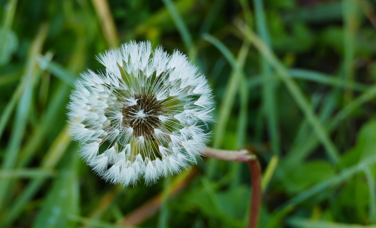 dandelion nature green free photo