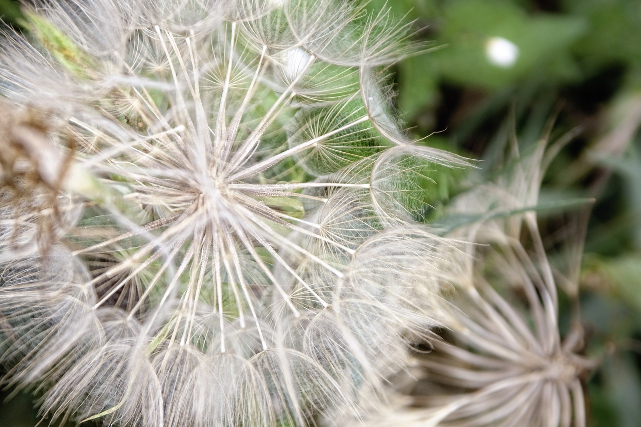 dandelion close plant free photo