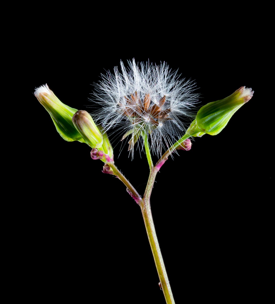 dandelion small flower wild flower free photo