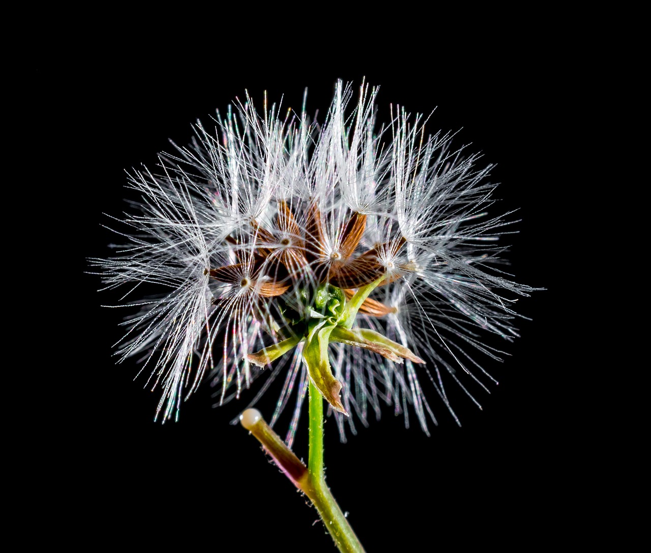 dandelion small flower wild flower free photo