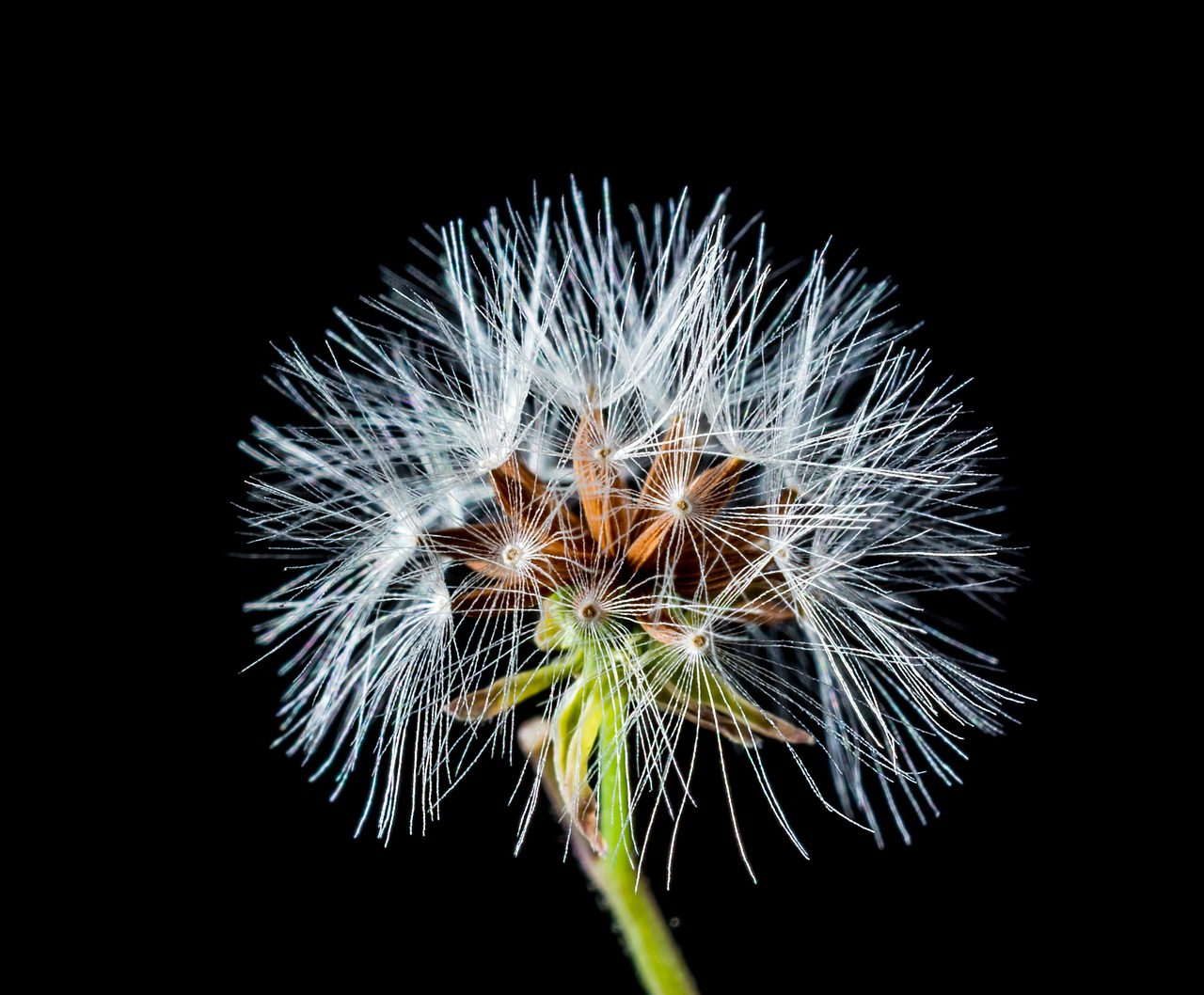 dandelion small flower wild flower free photo