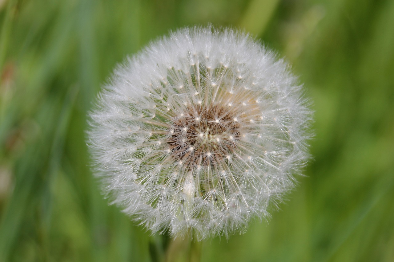 dandelion blossom bloom free photo