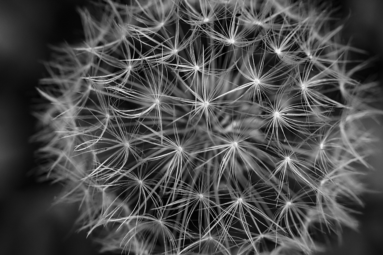 dandelion black and white close-up free photo