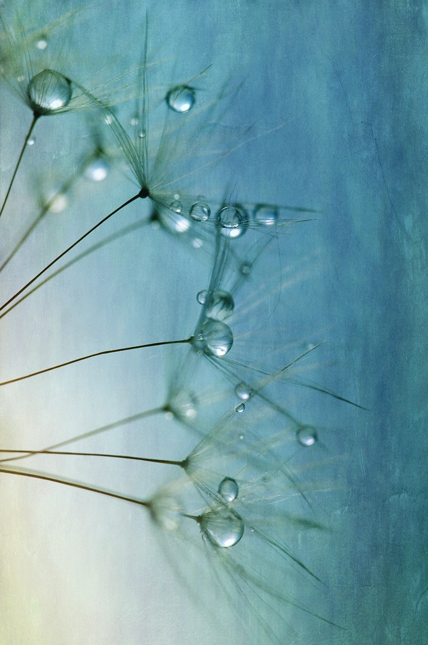 dandelion seeds close free photo