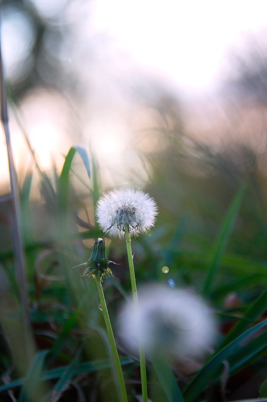 dandelion autumn grass free photo