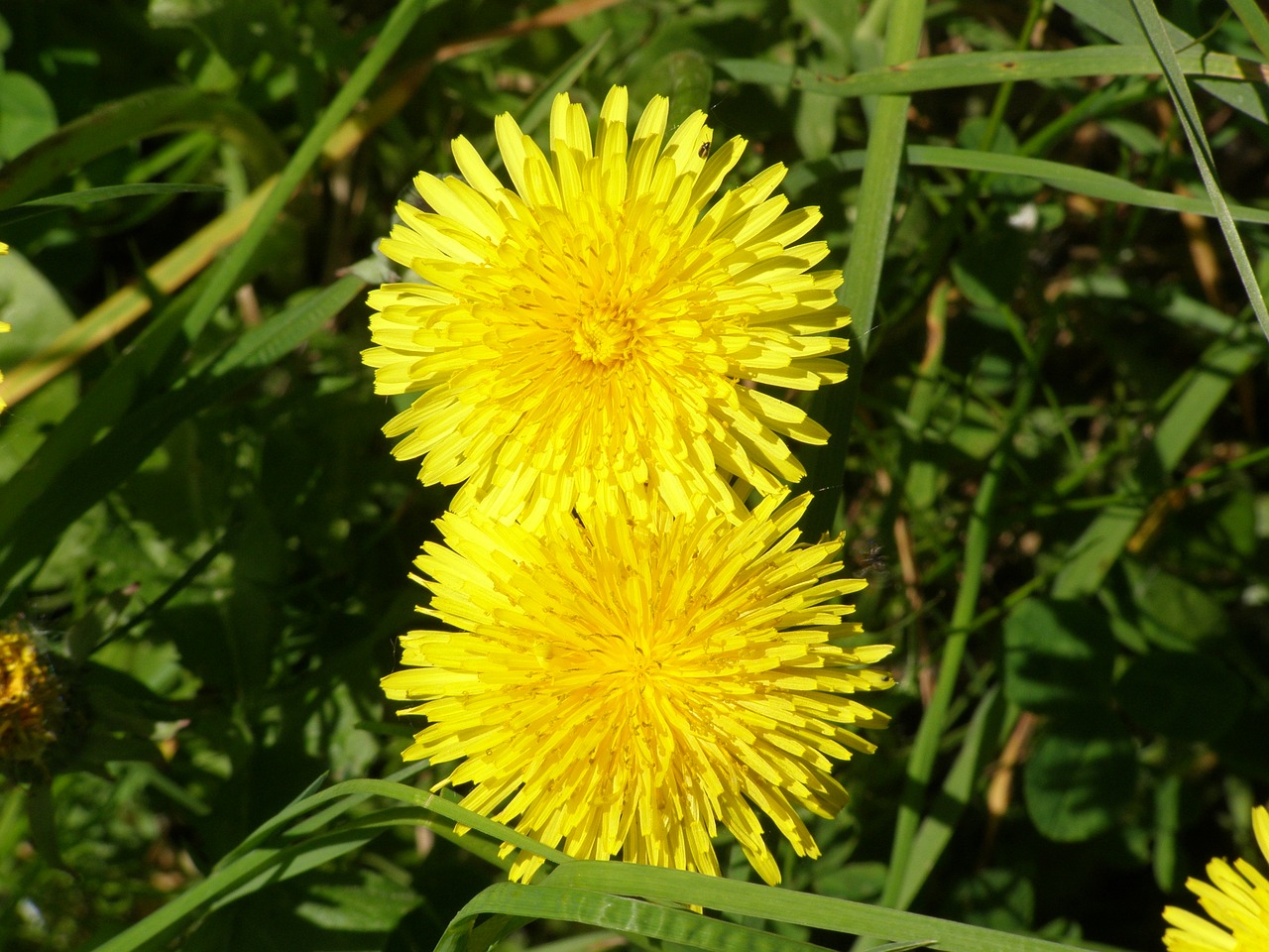 dandelion yellow free pictures free photo