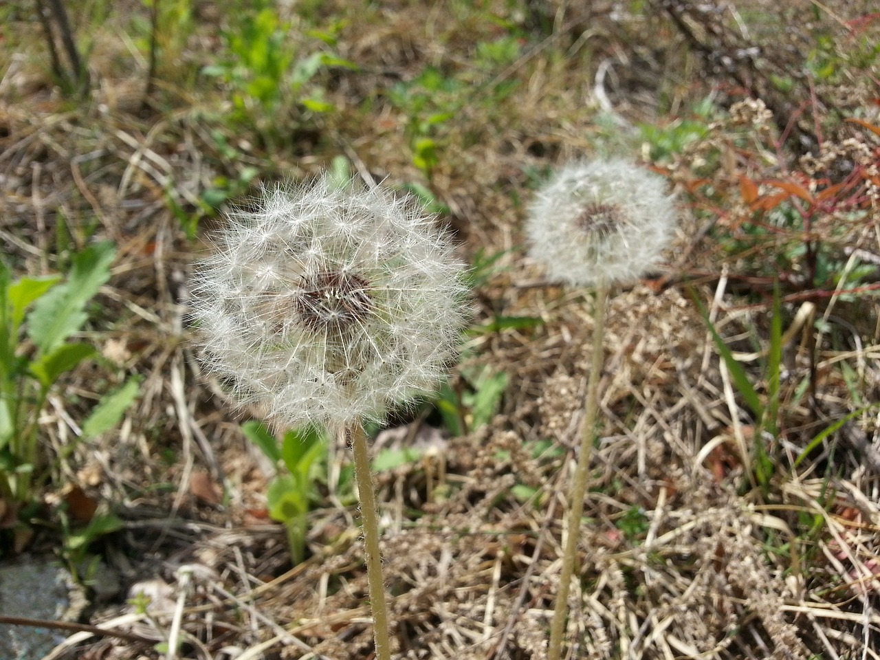 dandelion nature flowers free photo