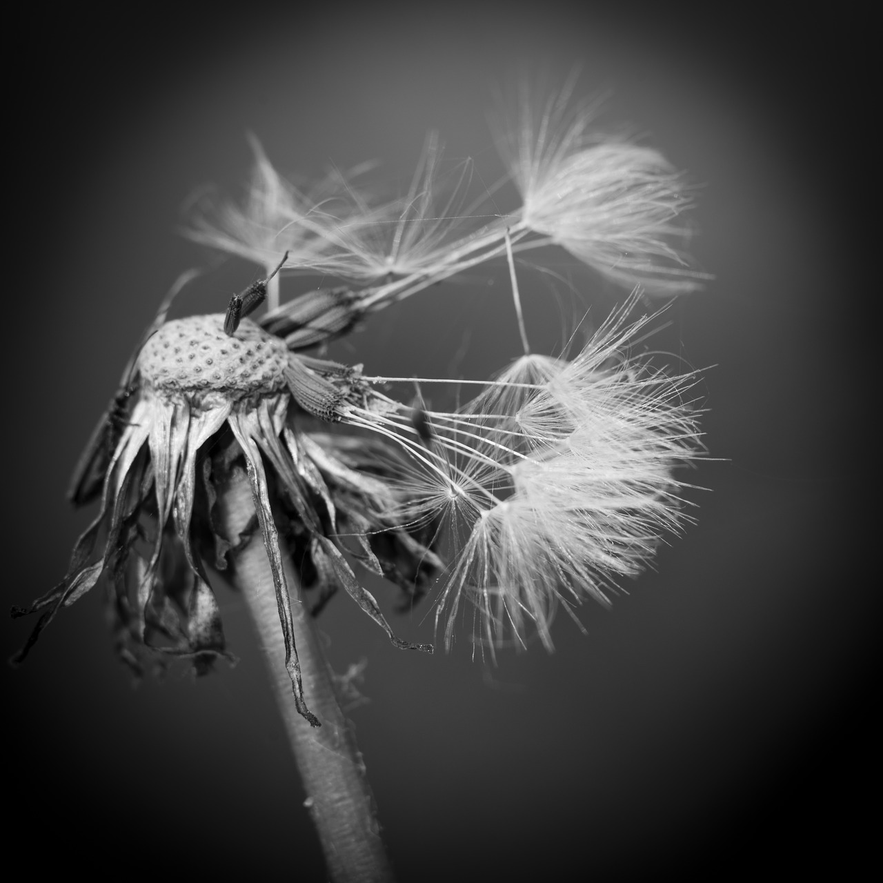 dandelion black and white morbid free photo