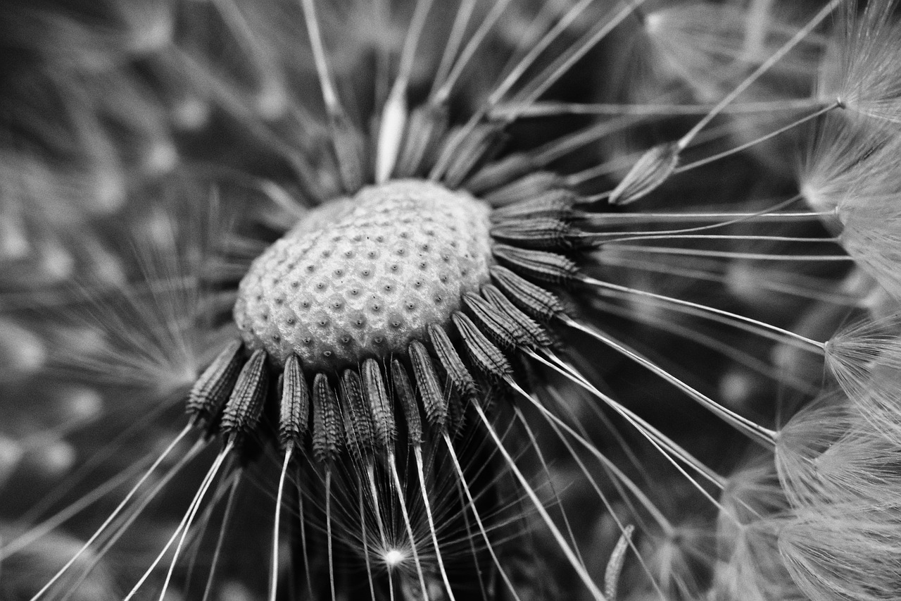 dandelion flower macro free photo