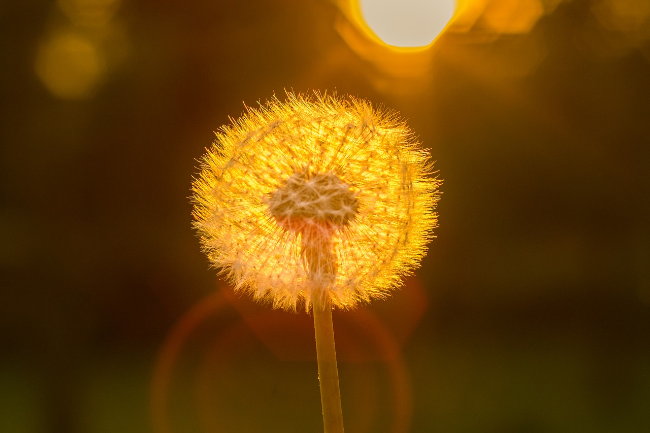 dandelion sun close free photo