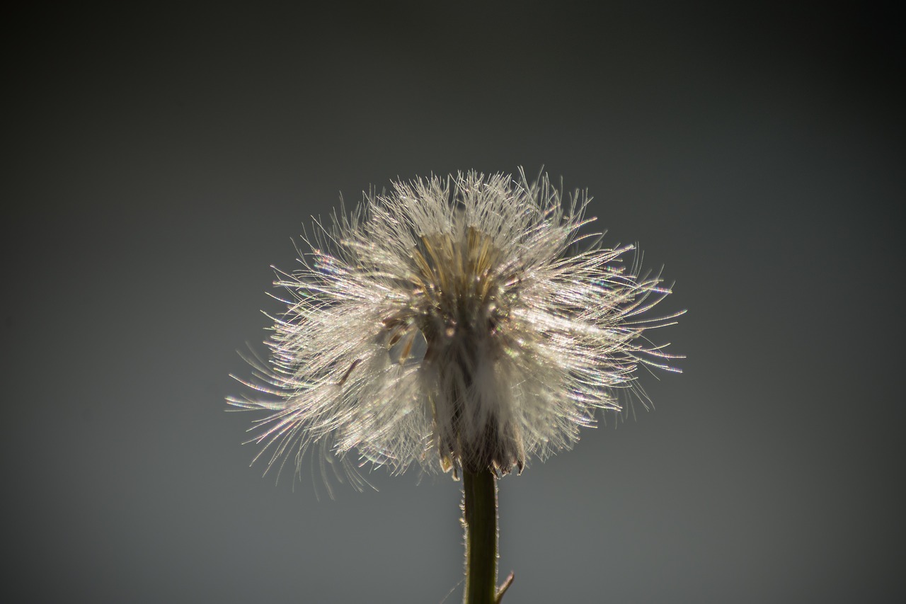 dandelion flowers close free photo