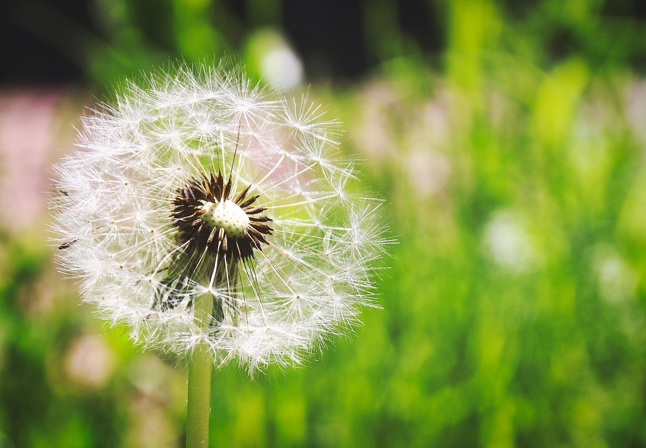 dandelion summer nature free photo