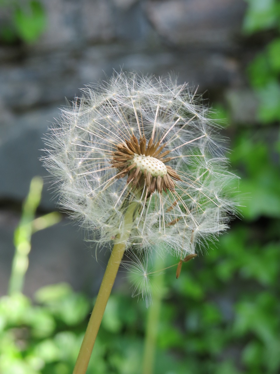 dandelion nature plant free photo