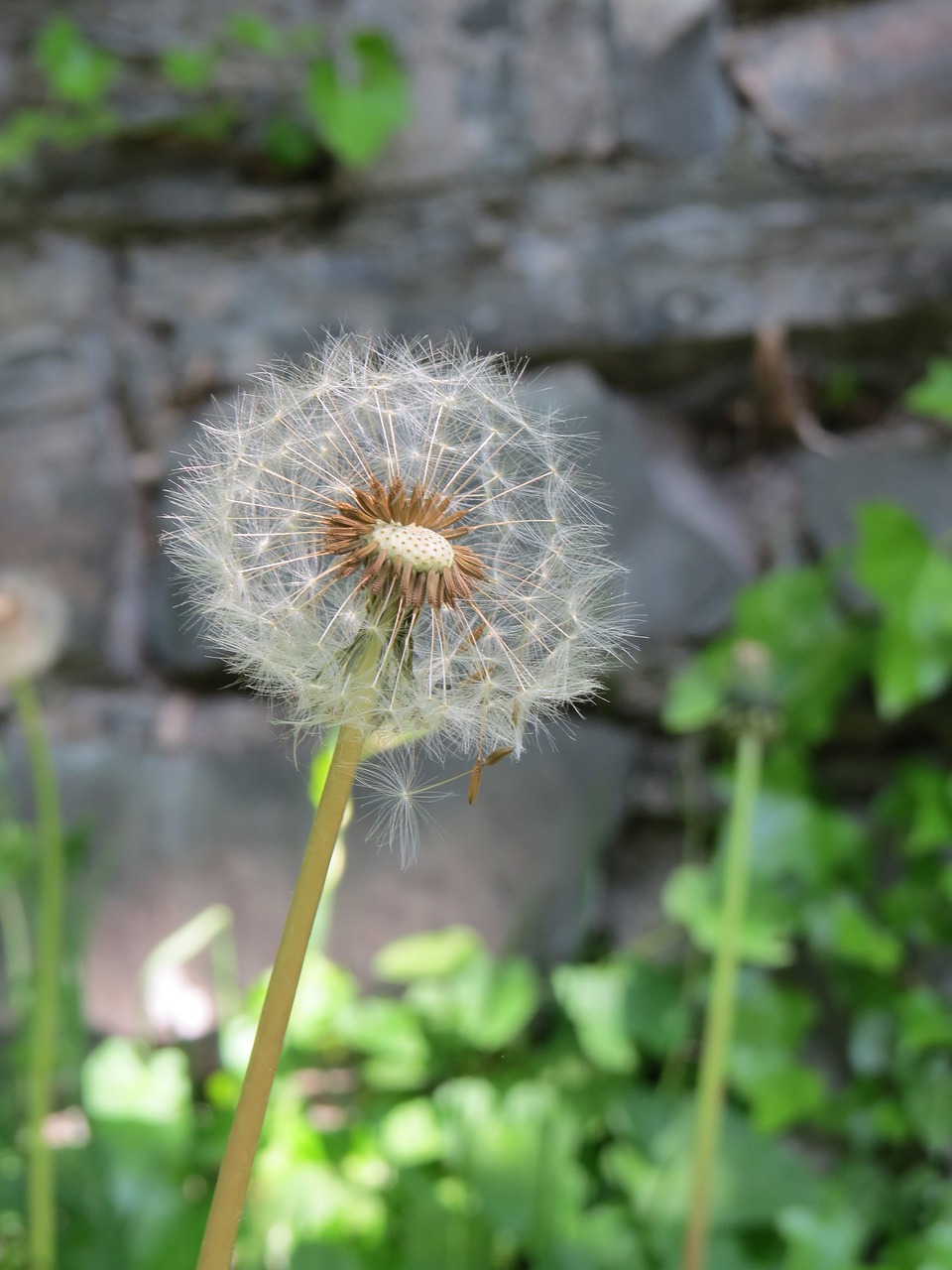 dandelion nature plant free photo