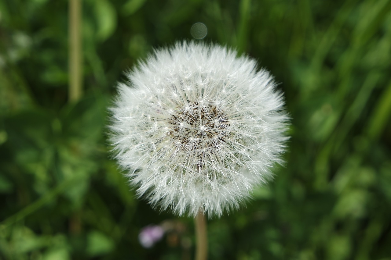 dandelion plant nature free photo