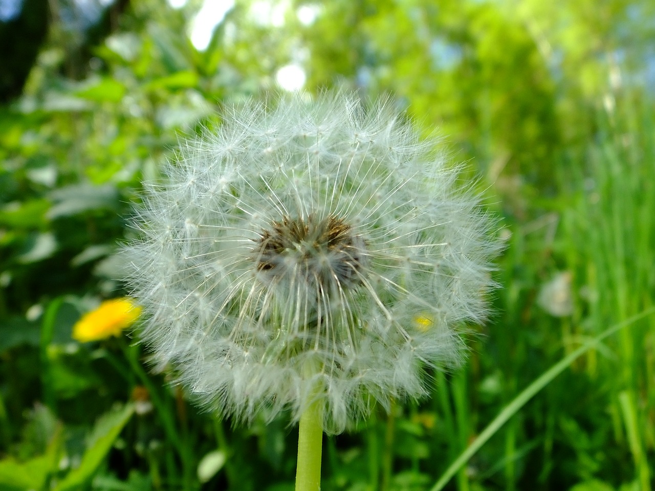 dandelion nature plant free photo