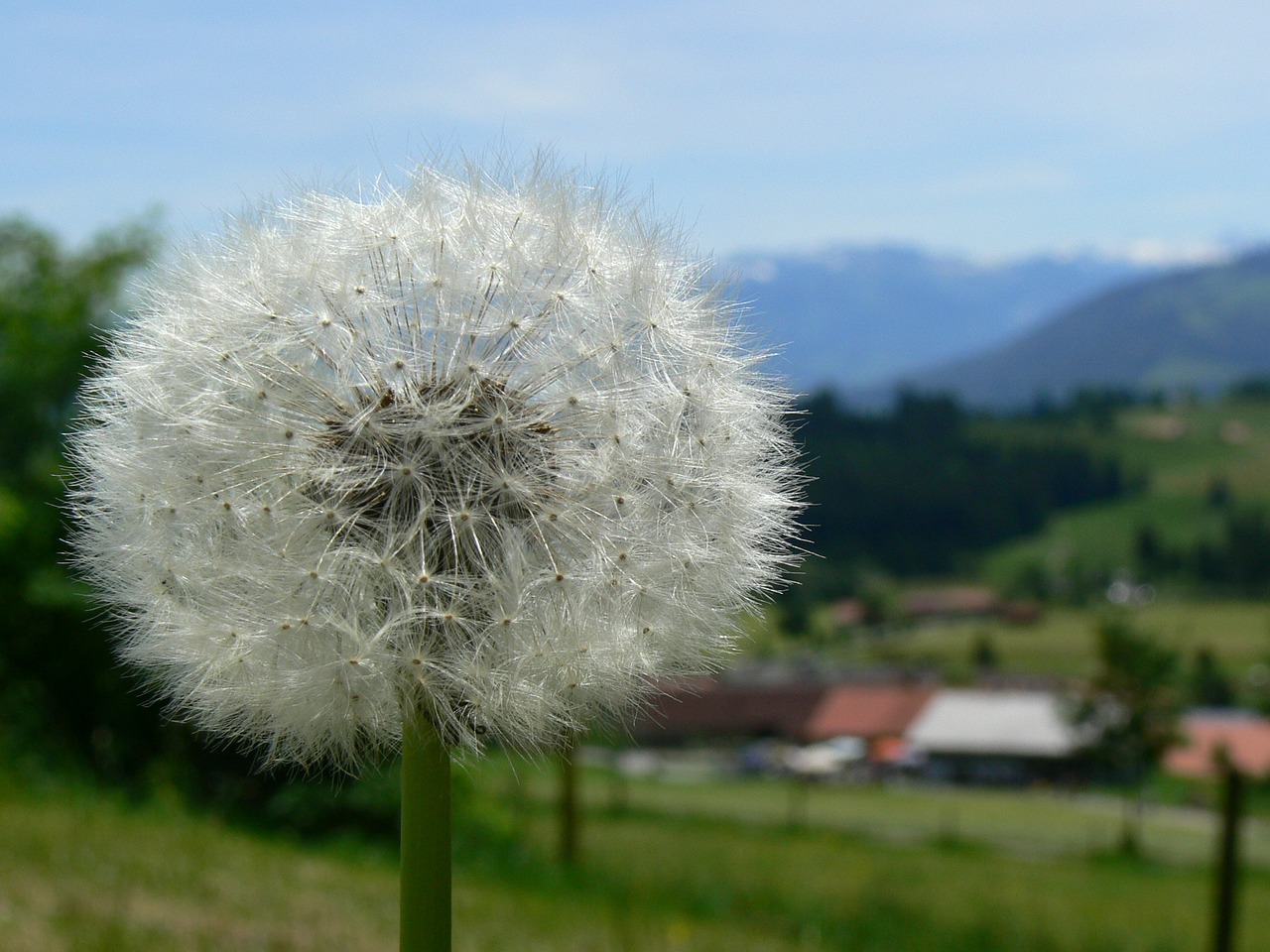 dandelion nature plant free photo