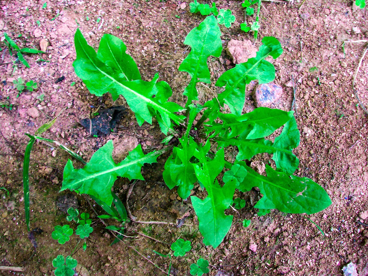 dandelion plant creeping plant free photo