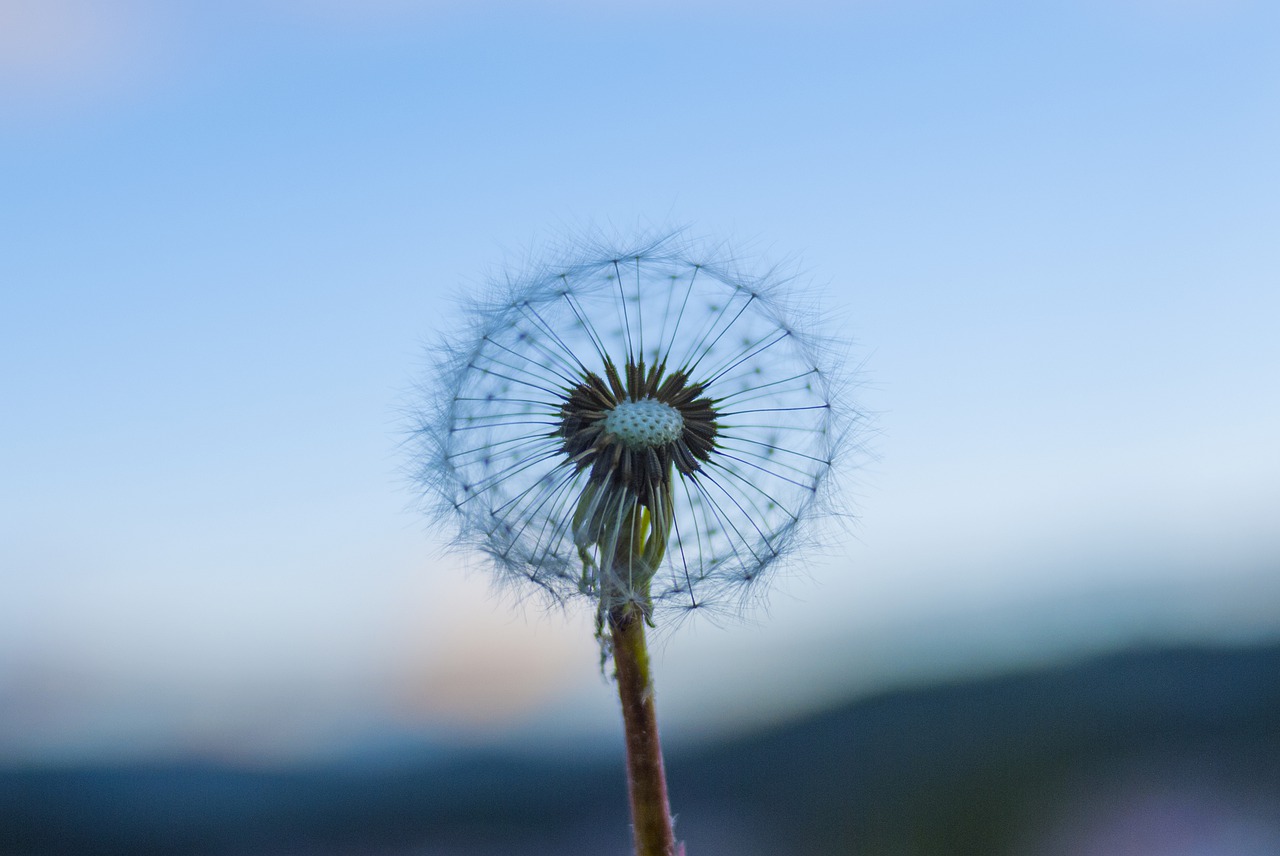 dandelion sunset sky free photo