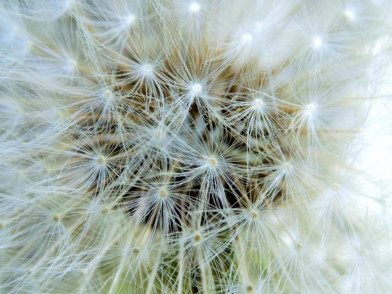 dandelion nature summer free photo