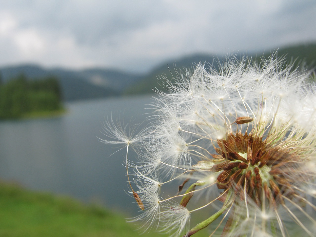 dandelion nature flora free photo