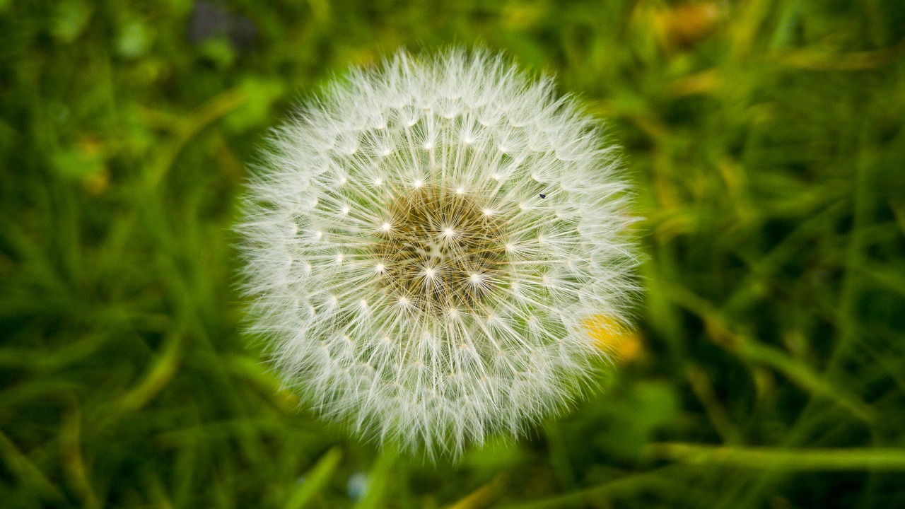 dandelion nature lawn free photo