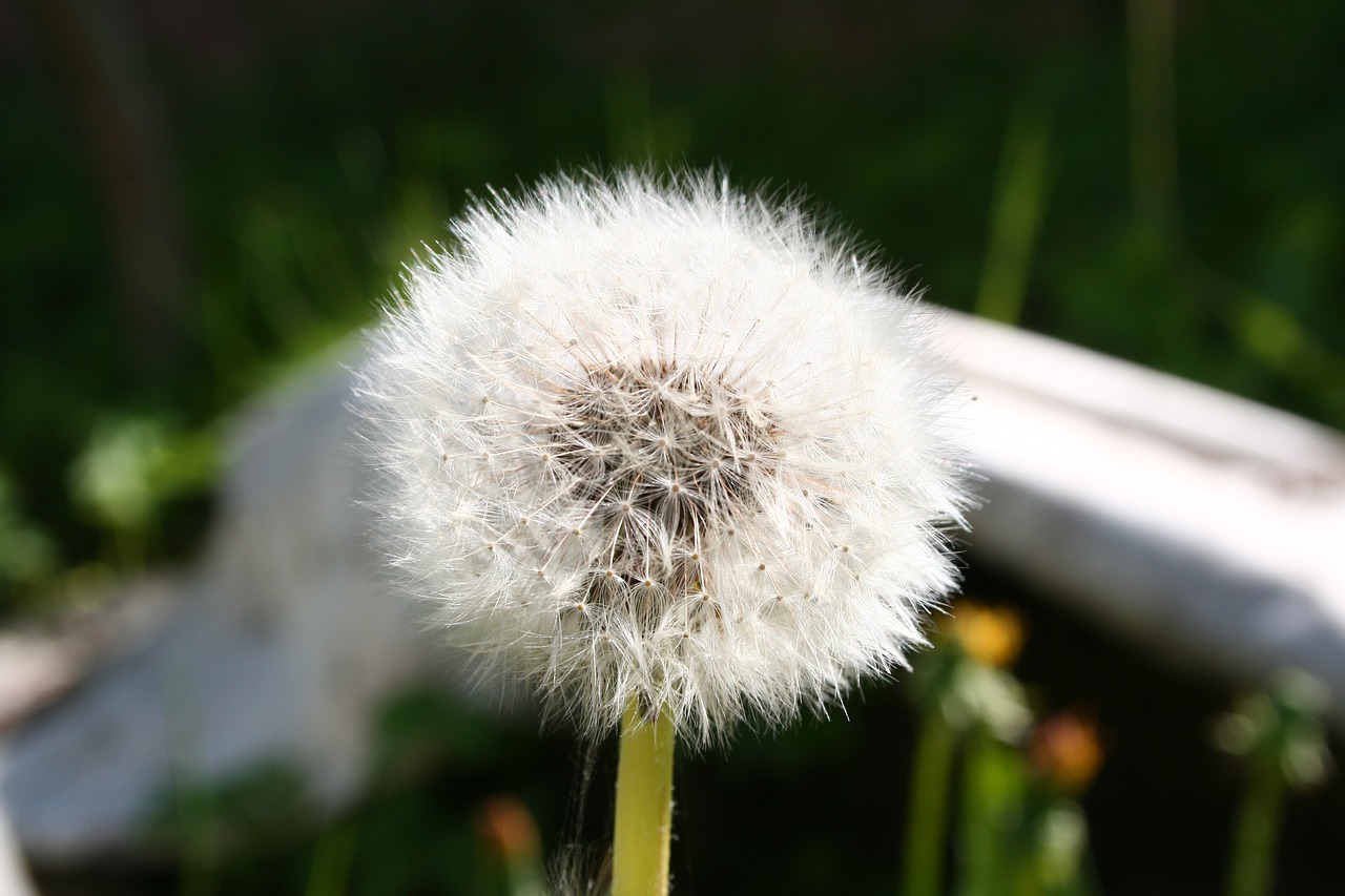 dandelion nature flower free photo