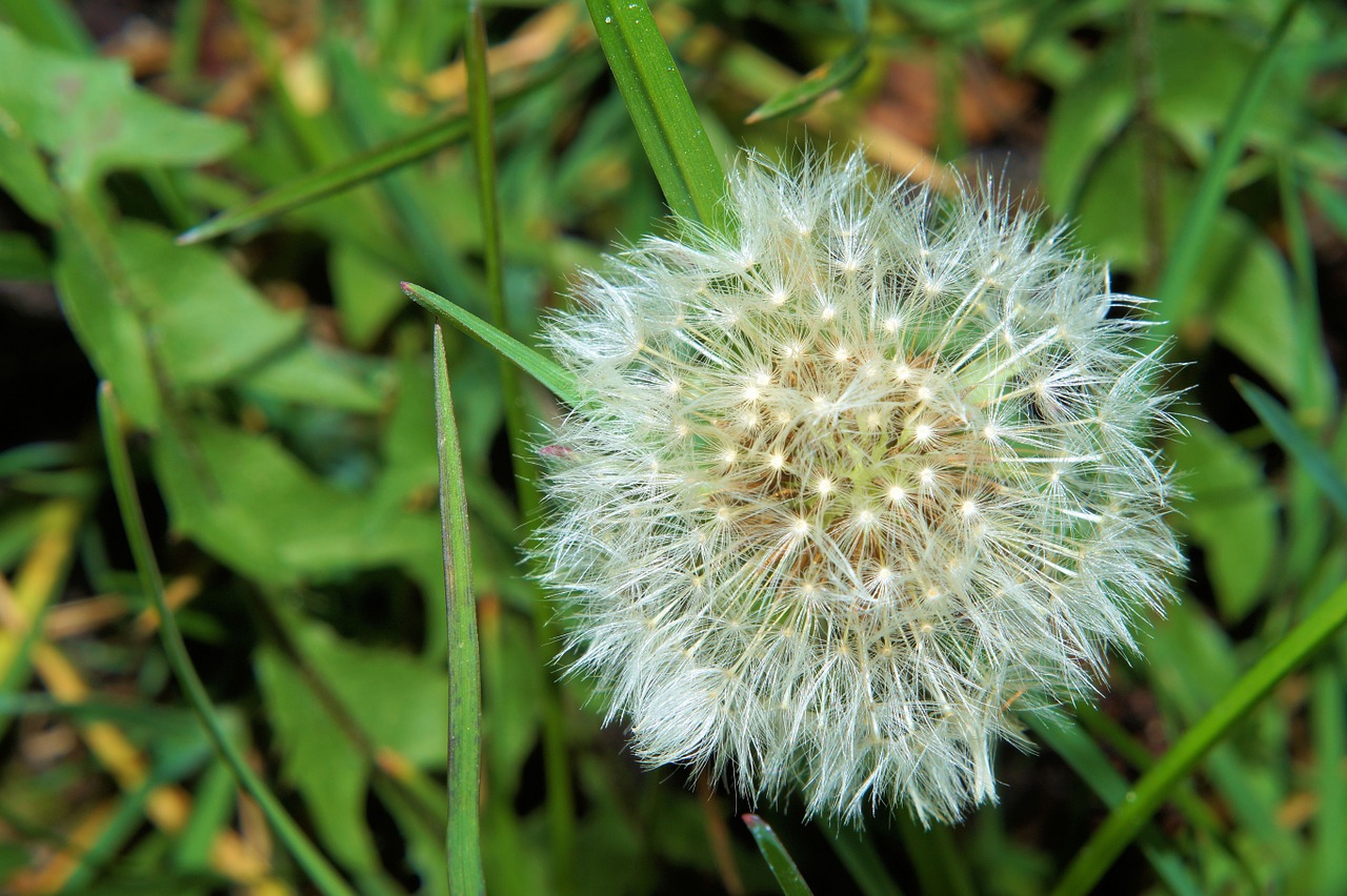 dandelion flower nature free photo