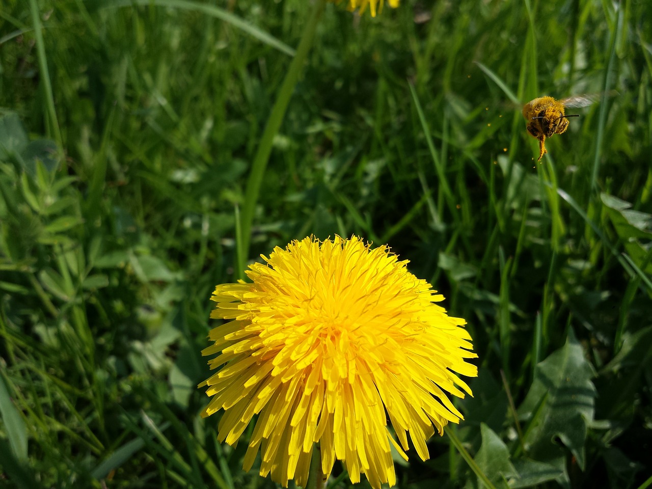 dandelion bee macro free photo