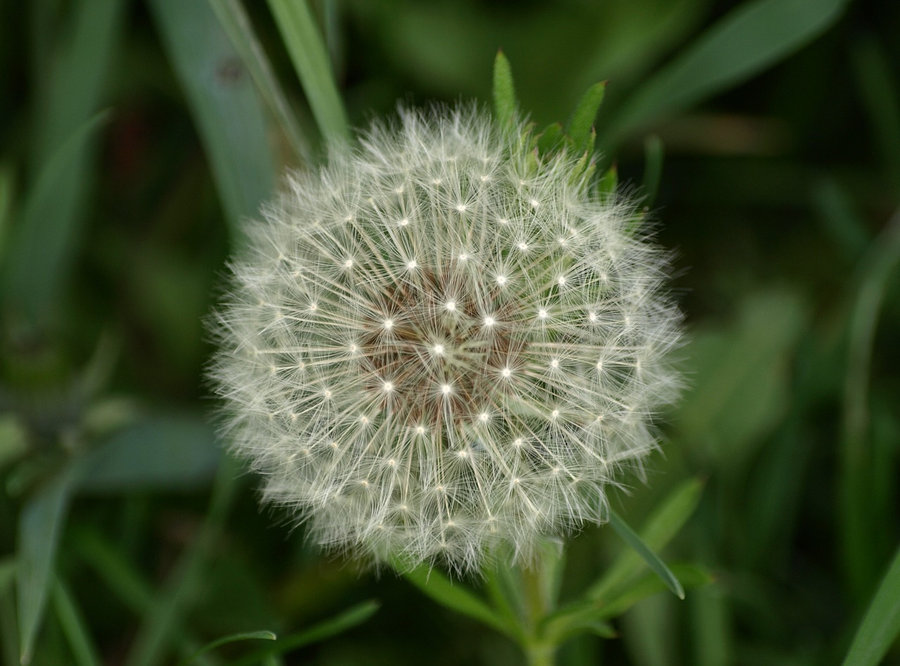 dandelion spring meadow free photo