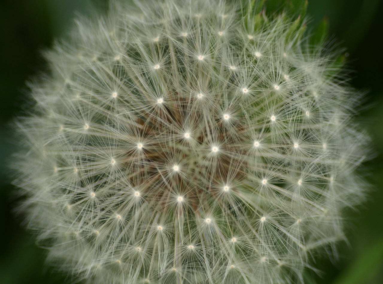 dandelion spring roadside free photo