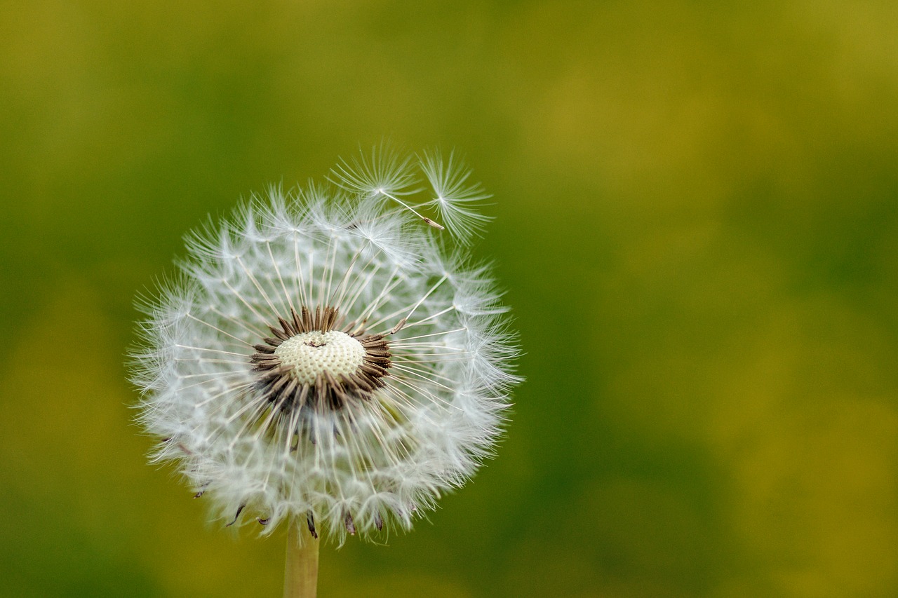 dandelion nature plant free photo