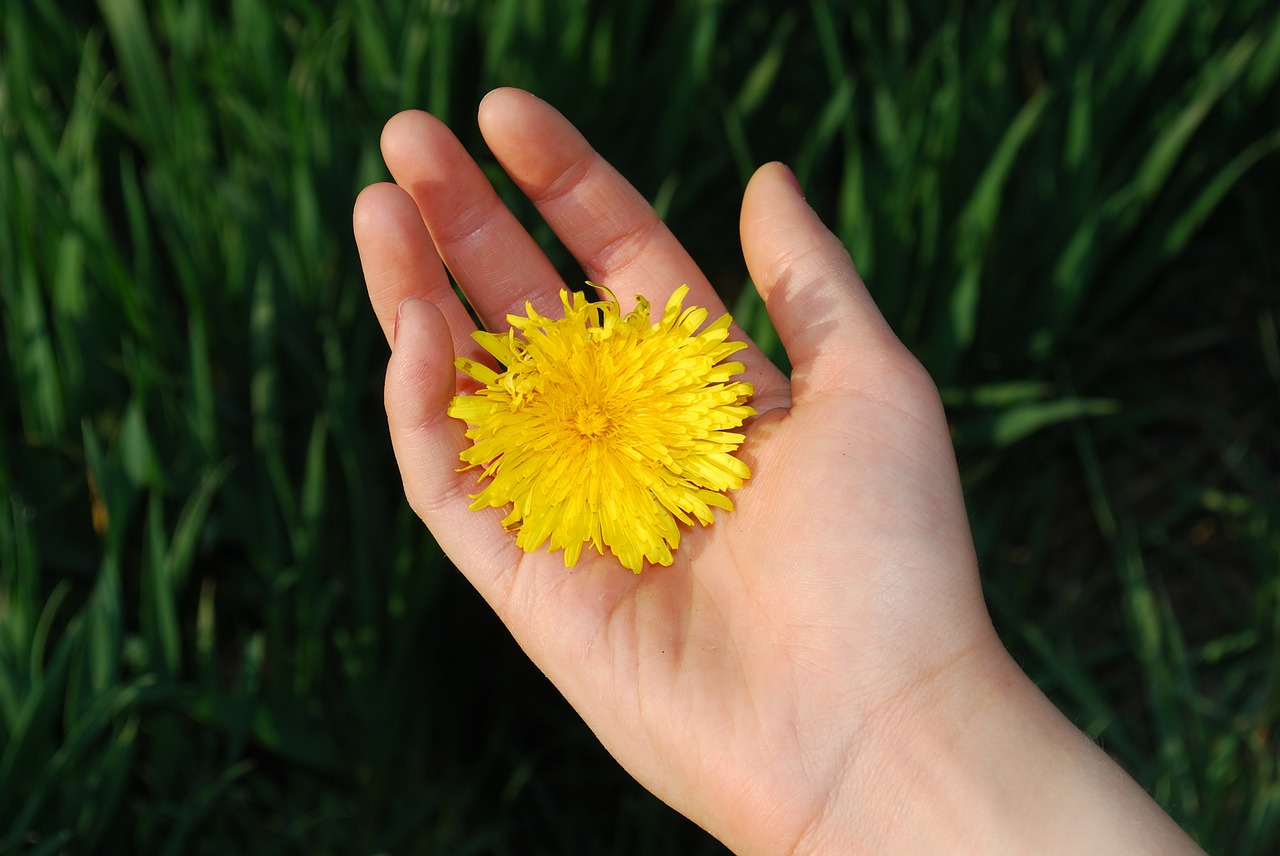 dandelion flowers floral free photo