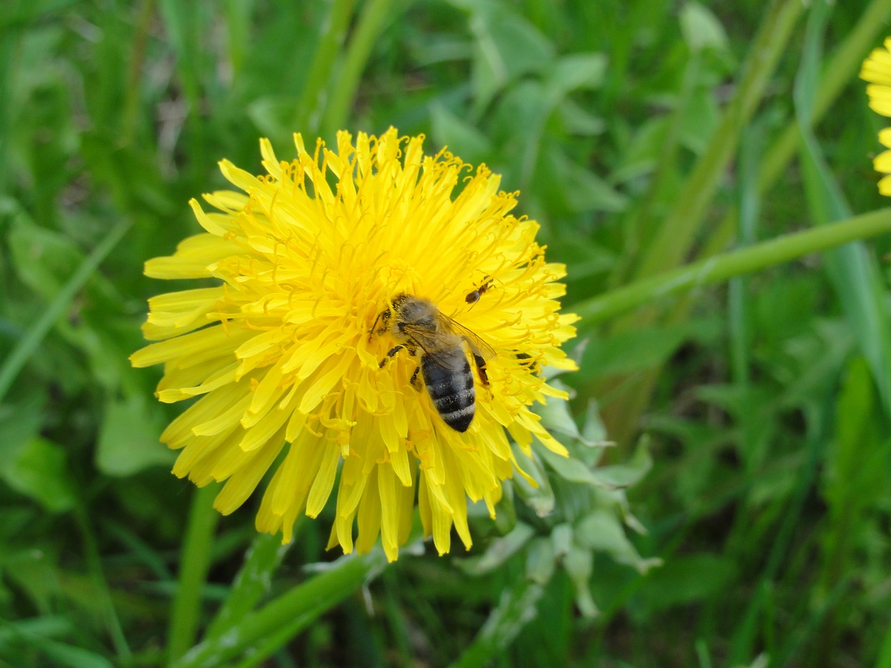 dandelion flower nature free photo