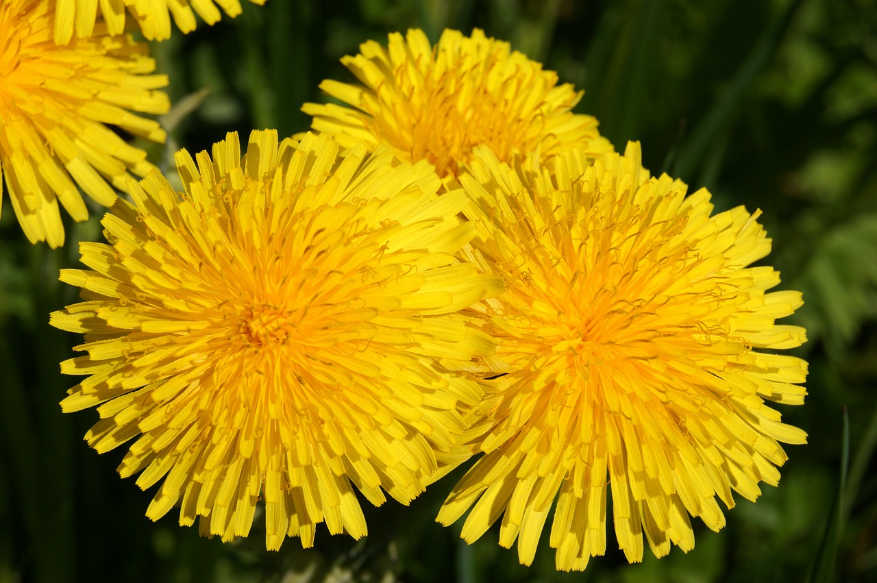 dandelion flower plant free photo