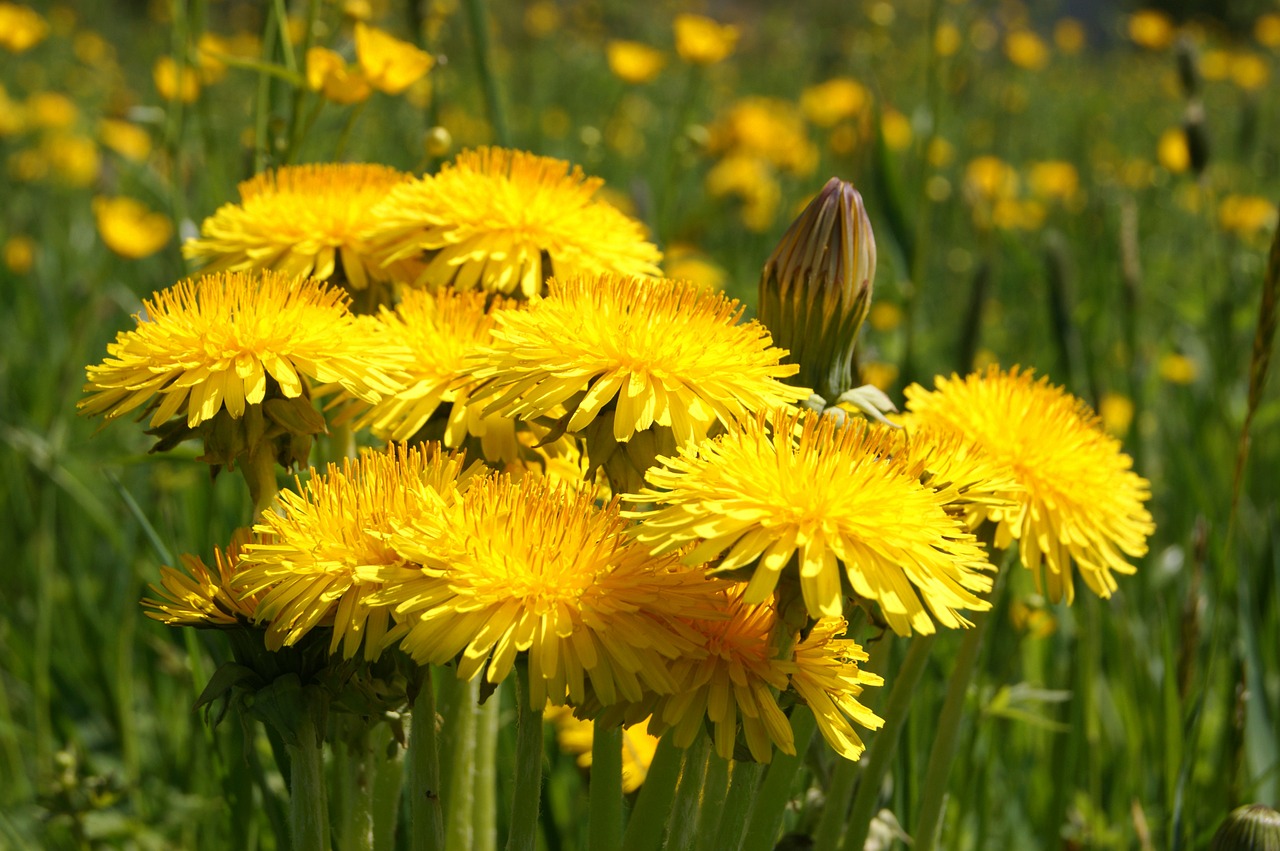 dandelion flower plant free photo