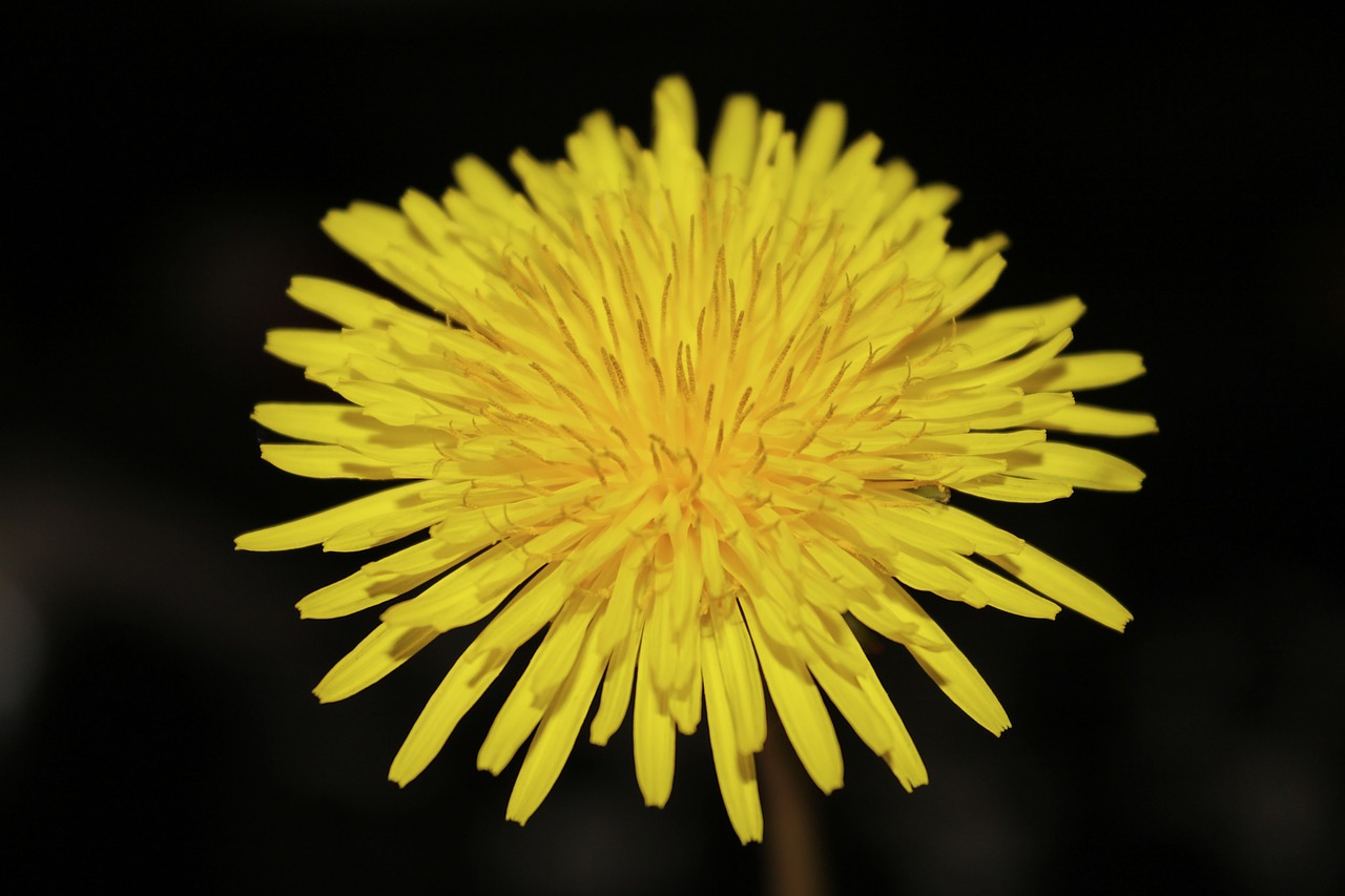 dandelion buttercup nature free photo