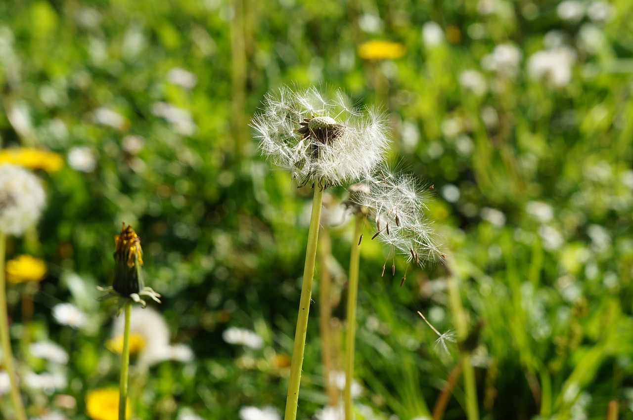 dandelion nature flower free photo