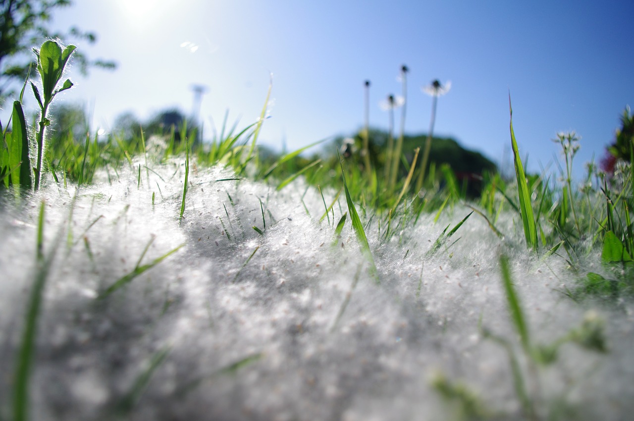 dandelion nature meadow free photo