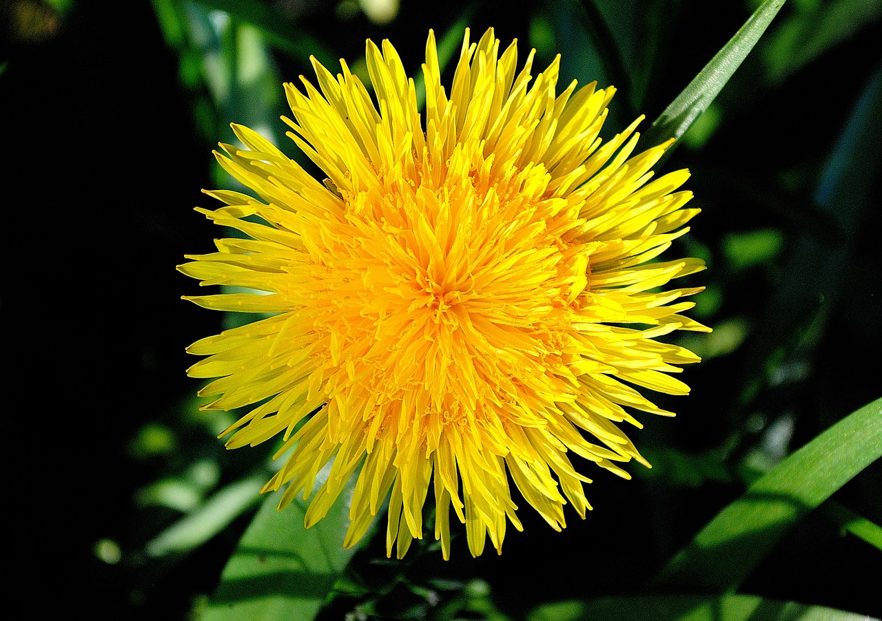 dandelion flower plant free photo