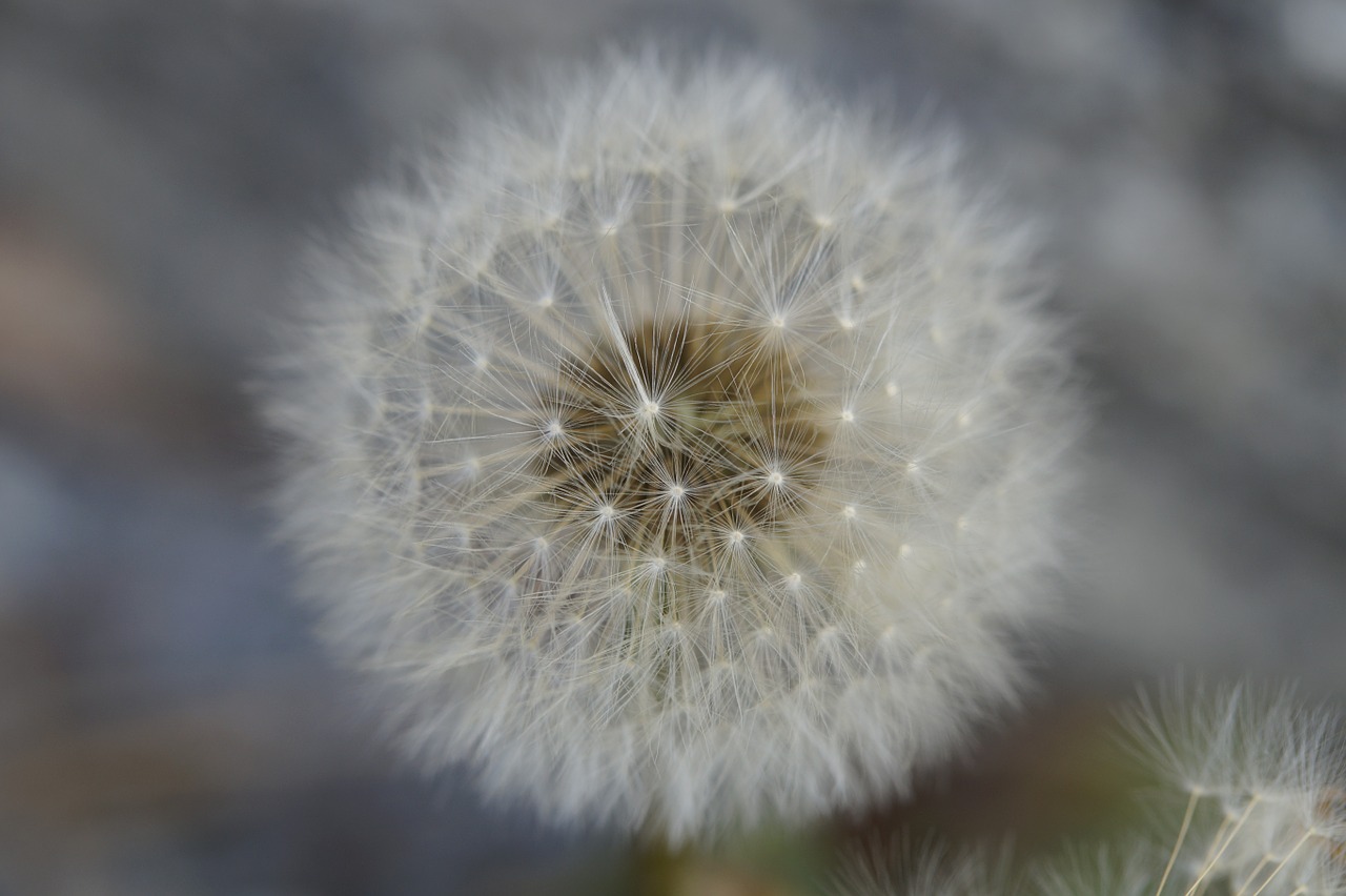 dandelion seeds about free photo