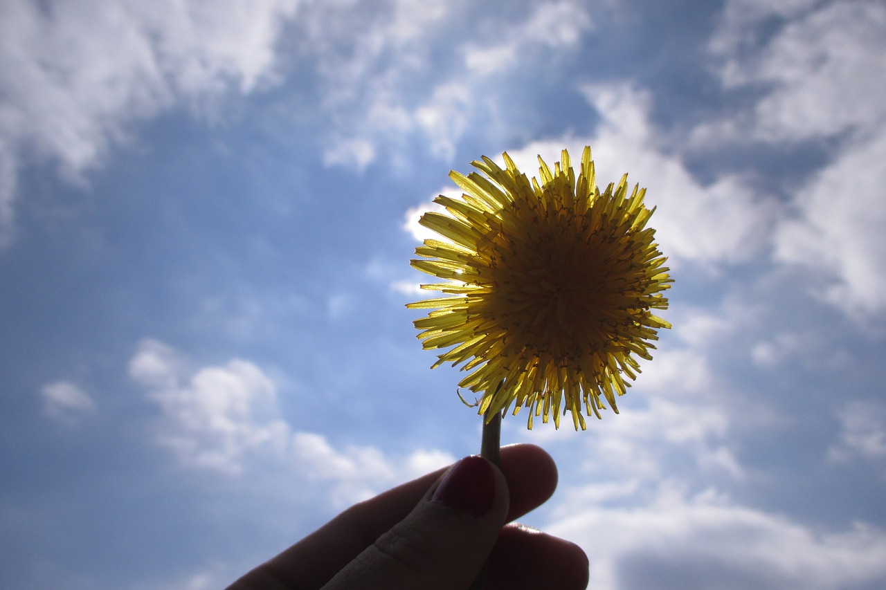 dandelion flower lighting the sun free photo