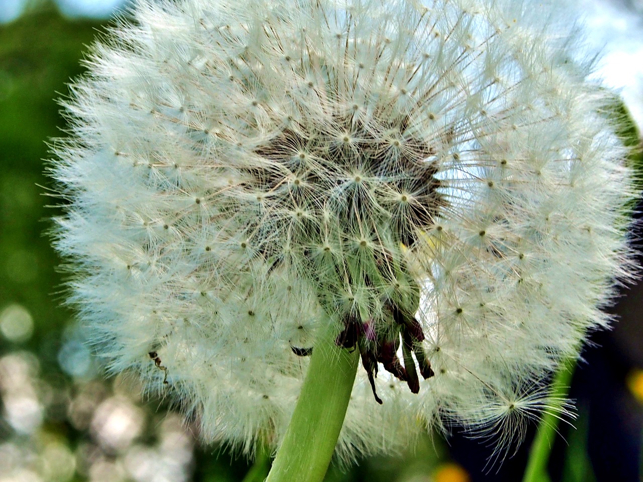 dandelion plant nature free photo