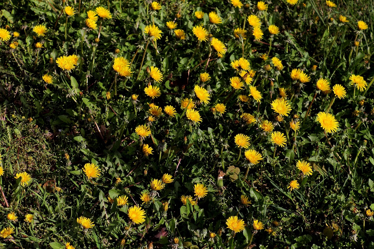 dandelion yellow flower flowers free photo