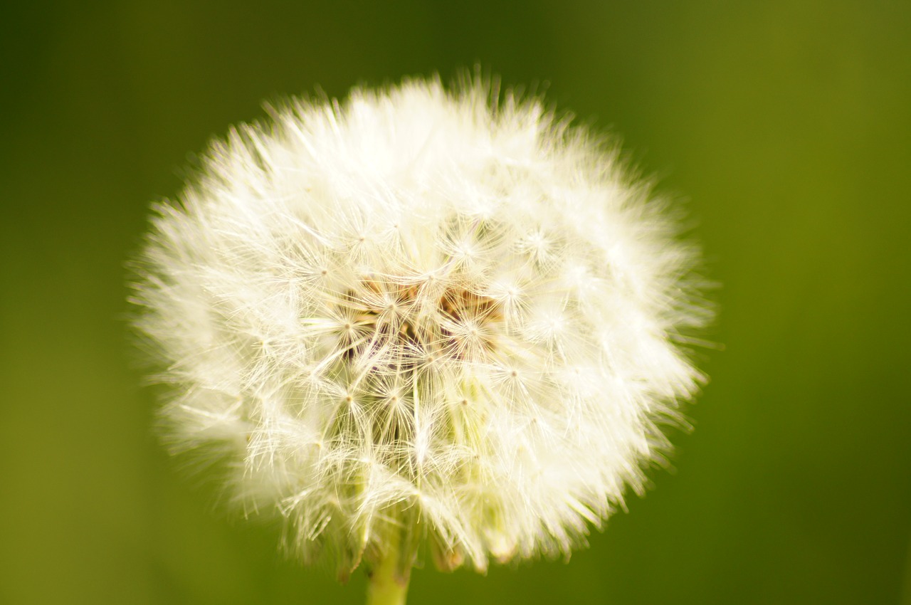 dandelion nature free pictures free photo