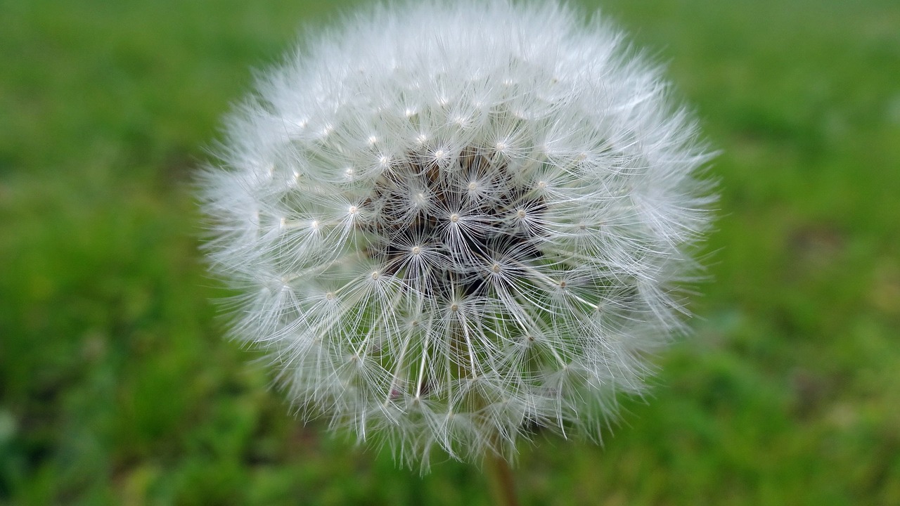 dandelion nature flora free photo