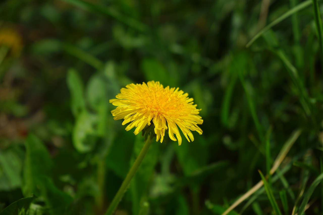 dandelion spring spring flower free photo