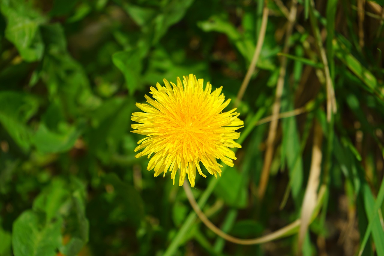 dandelion spring spring flower free photo