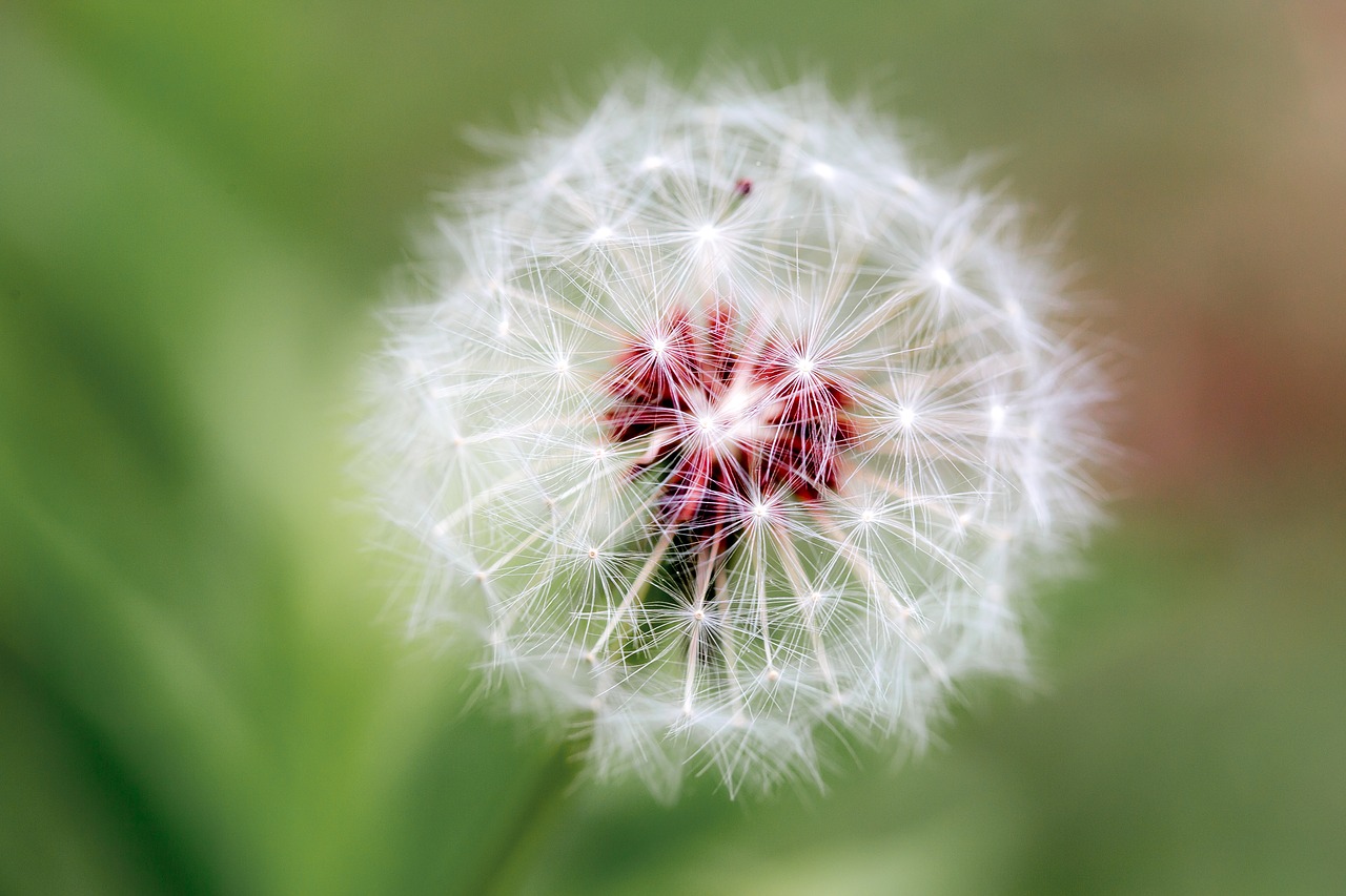 dandelion nature flora free photo