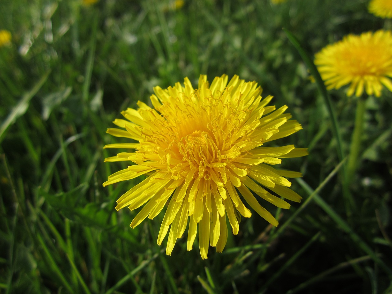 dandelion spring flower free photo